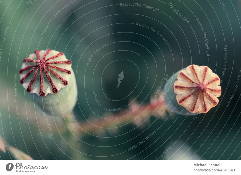 Capsule fruit of a corn poppy or poppy blossom Poppy blossom Corn poppy capsule fruit Flower Summer Plant Blossom Nature Closed two Stripe converging