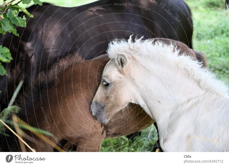 foals horses Foal Horse Animal Meadow Nature Exterior shot Summer Willow tree Animal portrait Attachment Cuddling mammals Mounts To feed Grass Landscape