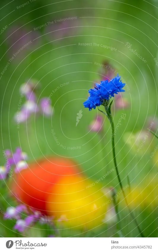 Cornflowers blue Flower Blue Plant Summer Blossoming Environment naturally Exterior shot Deserted Flower meadow Wild plant