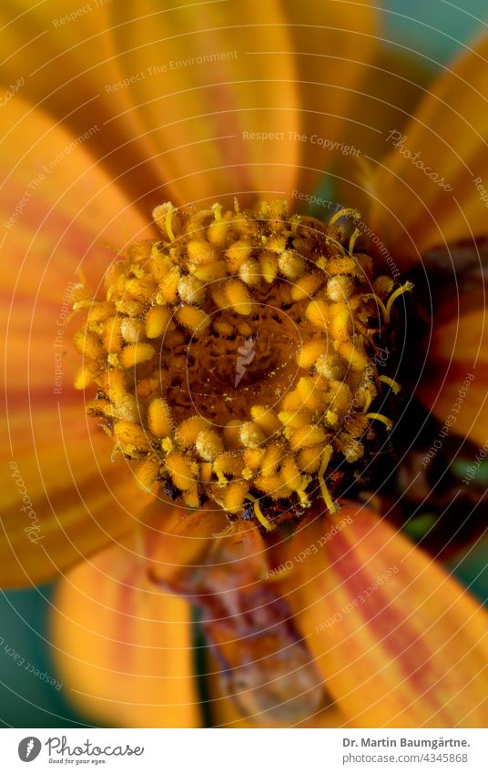 Inflorescence of a zinnia; hybrid with orange ray florets inflorescence Hybrids variety Breeding Plant composite summer flower summer bloomers asteraceae