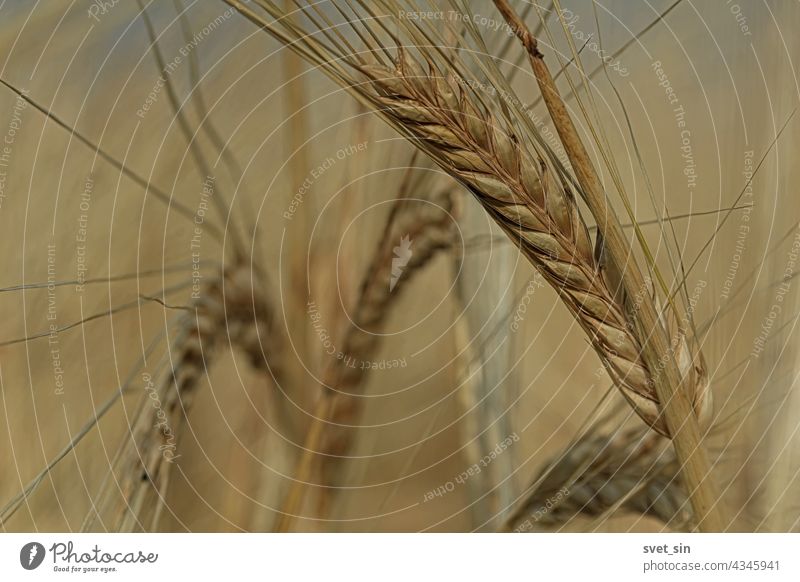 Ripe golden ears of barley bent under their own weight. Ear of barley close-up in sunlight outdoors. Barley field on a sunny summer day. yellow grain harvest