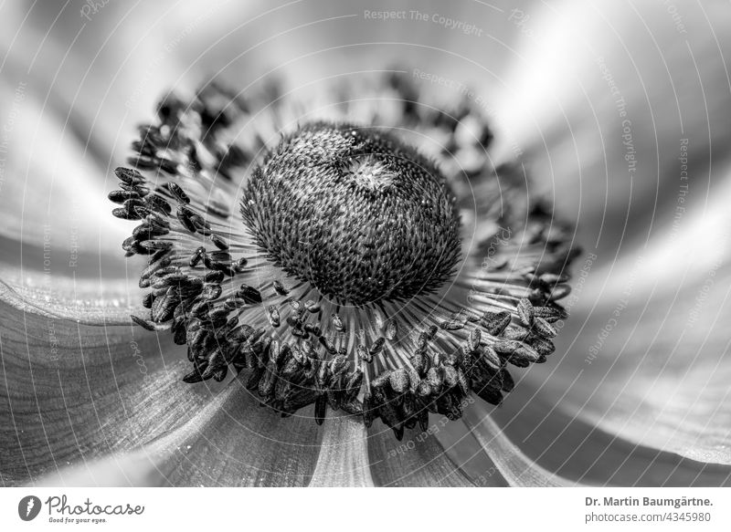 Anemone coronaria, flower; closeup Plant Flower Blossom anemone Crowfoot plants ranunculaceae stamens Stamp black-white