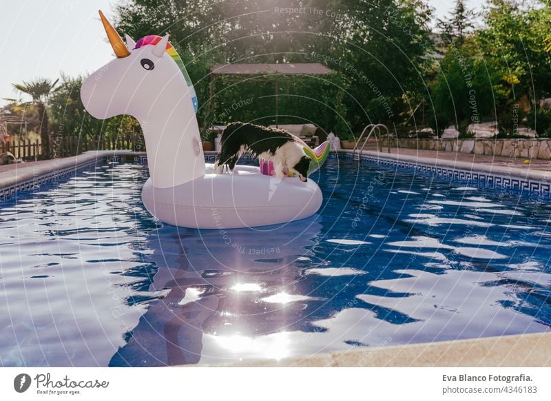 funny border collie dog sitting on inflatables unicorn toy in swimming pool. Summer time, vacation and lifestyle floating summer hot fresh playing relaxation