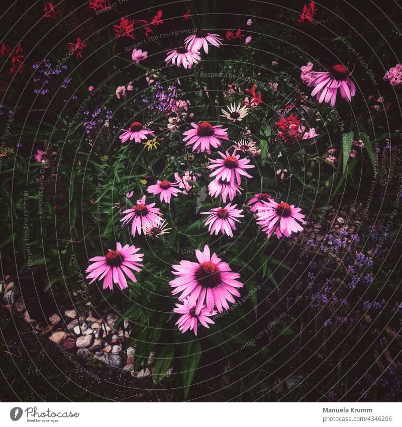 echinacea Flower Plant Blossom Pink Garden Low-key pink flower Colour photo Exterior shot Nature Blossoming pretty