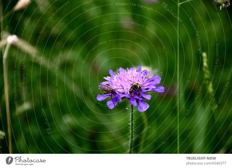 Peaceful coexistence on a lush green Bavarian summer meadow, where two very different insects feed together on an open purple scabiosa flower Meadow flower