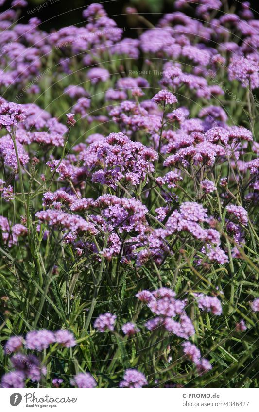 verbena blossoms Garden Green purple Flower garden flower Nature