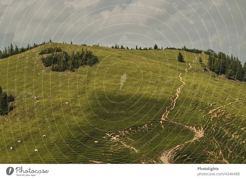 Paths and trails in the mountains cattle paths ways Lanes & trails Mountain Meadow Clouds Hiking Alps Nature Colour photo Exterior shot Rock Landscape Day Hill