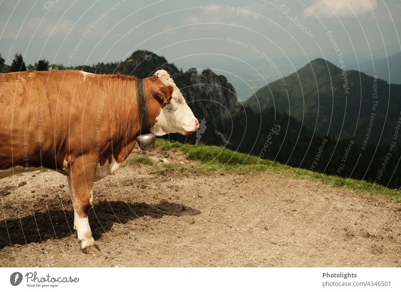 Side view of a cow with a bell. She stands on a mountain and looks into the valley Cow Bell Willow tree Valley Rock Meadow off Mountain Nature Landscape Summer