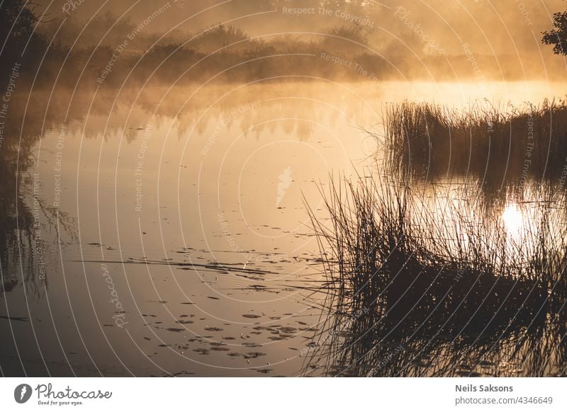 sun rises in cold october morning. Fog over the fields and river in Latvia. Reeds and distant shore reflect in smooth water surface. Calm morning without wind. Meadow, bushes and water shine golden