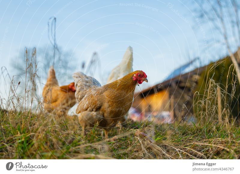 Free range chickens in the meadow fowls Free-range rearing free-range chickens Organic farming ecological living Village green Farm Poultry