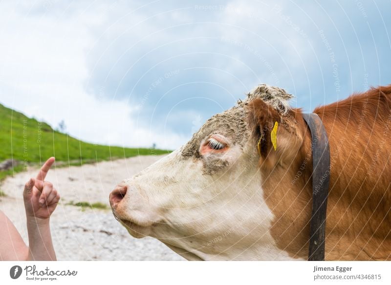 Cow on the alp mountain cows Organic farming Free-range rearing ecological cattle breeding Mountain farmer Spotted mountain cattle Dairy cow alpine meadow