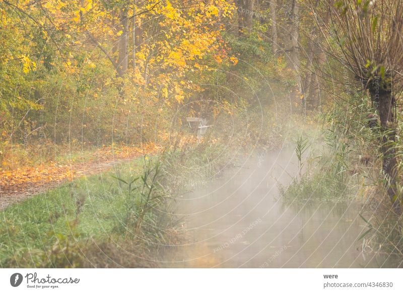 Forest with autumnal colored leaves autumnally colorful branches copy space forest landscape meadow nature nobody outdoors scenery season tree trees