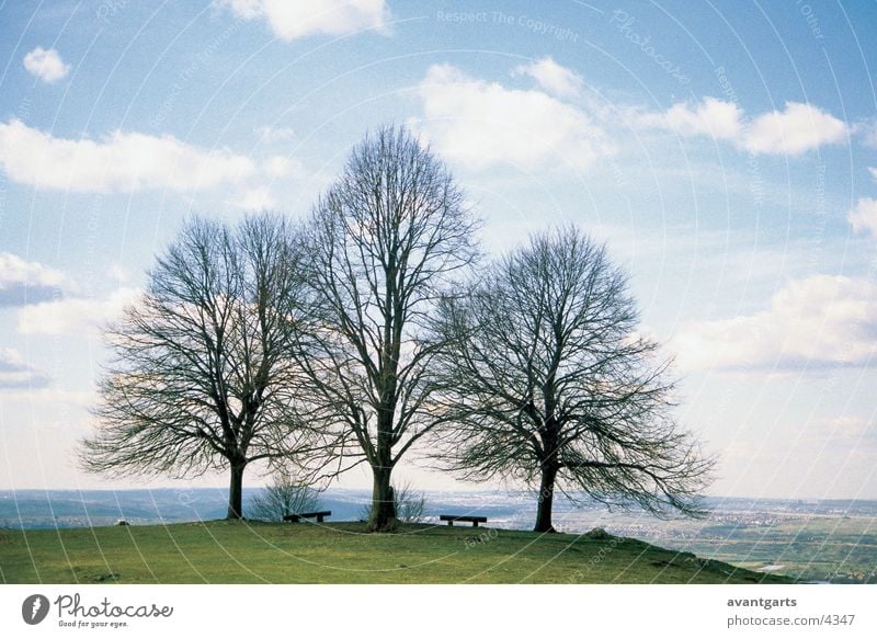 trees Tree Meadow Mountain Landscape