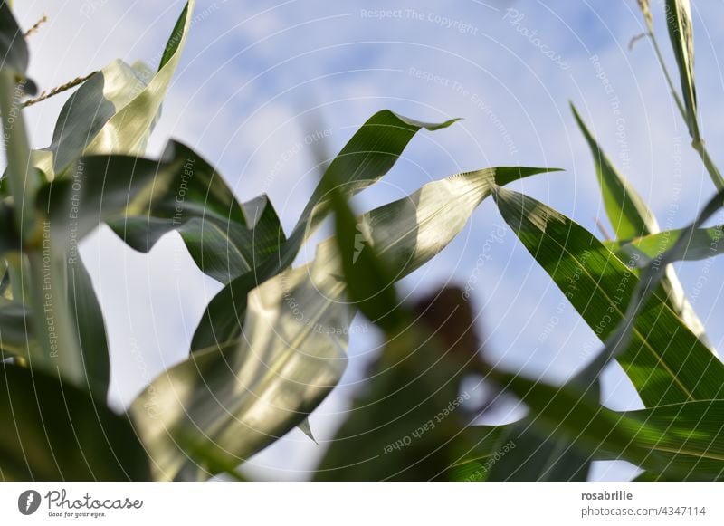 Interspaces | Cornfield from the inside Maize Maize field Sky sky wax Agriculture Food Dynamics Growth yield Plant Nature Green naturally Worm's-eye view Large