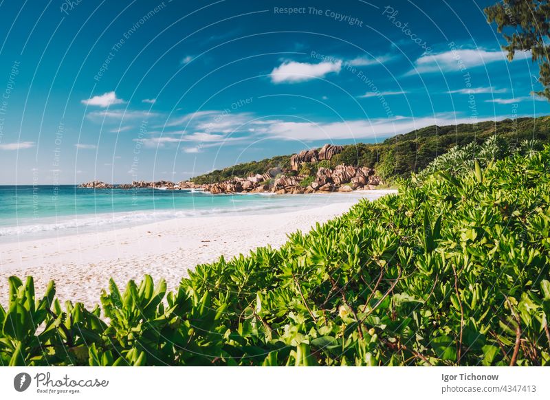 Grand Anse beach at La Digue island in Seychelles. White sandy beach with blue ocean lagoon. Green defocused foliage leaves in foreground seychelles anse grand