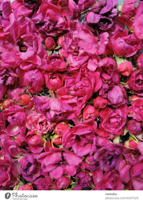 rose petals pretty Floristry Decoration Blossom Romance Rose blossom Summer Fragrance Blossoming Flower roses Feasts & Celebrations