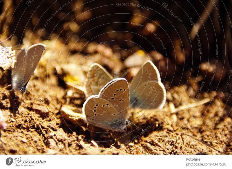 On the hike to the Dalfazalm in Tyrol there were a lot of Geißklee bluebirds on the path. Polyommatinae Butterfly Blue Nuthatch Nature Colour photo Animal