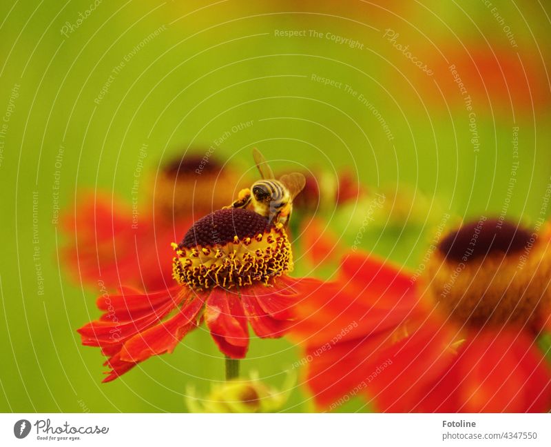 Gardening for Beginners XIII - I haven't been over there yet. There is still something delicious thinks the honey bee on the blooming sunflower. Flower