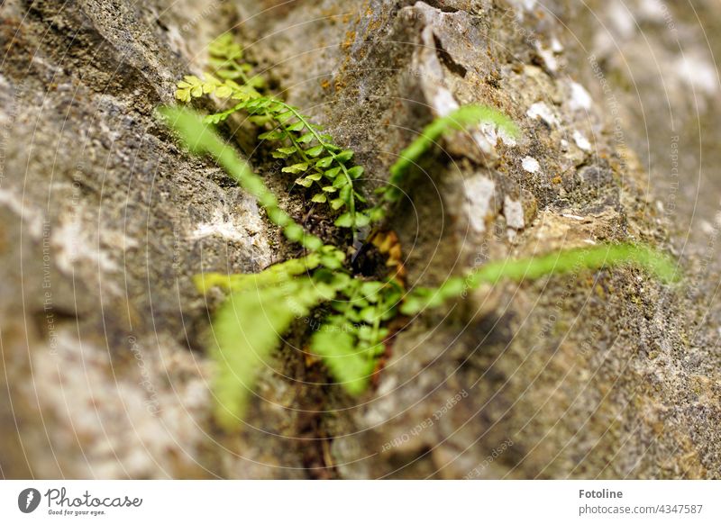 A young fern grows on a grey rock. Fern Nature Plant Colour photo Green Exterior shot Deserted Day Shallow depth of field Close-up Foliage plant Detail Leaf