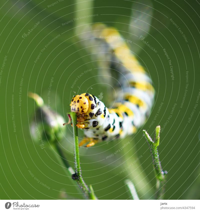 Caterpillar of a mullein monk feeding. To feed Nature Butterfly Moth caterpillar Insect Animal Macro (Extreme close-up) Green Crawl Plant Black Yellow Deserted