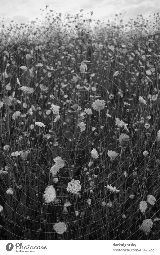 Sea of flowers, wild carrot, Daucus carota subsp. carota in the late evening with little light in a flower bed Baucus carota Wild carrot flourishing blossoms