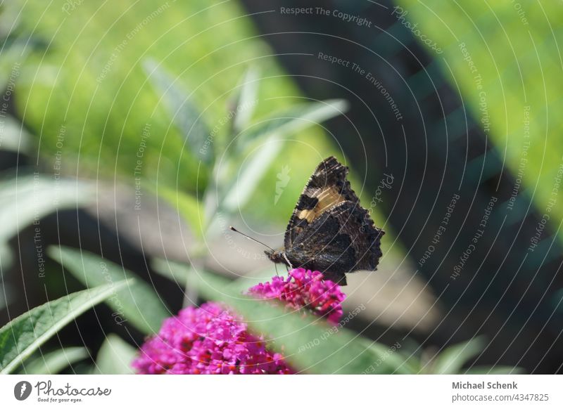 A butterfly on the blossom of a summer lily Butterflies, sun, plants, lilac nature, Spring Colour photo Close-up Shallow depth of field Violet Deserted Detail