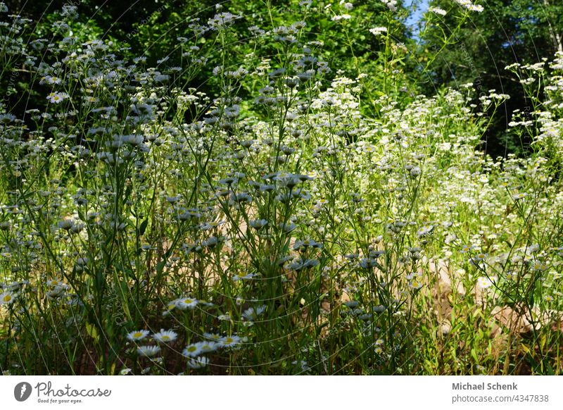 Grass and trees in the sunlight Sun,grass,trees,light,green, Nature Sky Meadow Landscape Plant Exterior shot Environment Deserted