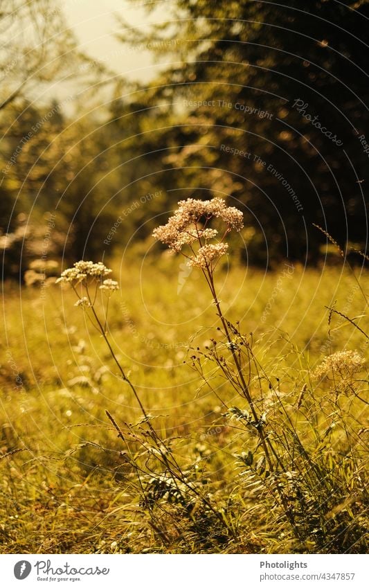 Meadow flowers in the morning light Sunrise Grass Tree Nature Landscape Sunlight Exterior shot Morning Deserted Environment Light Colour photo Sky Calm Field