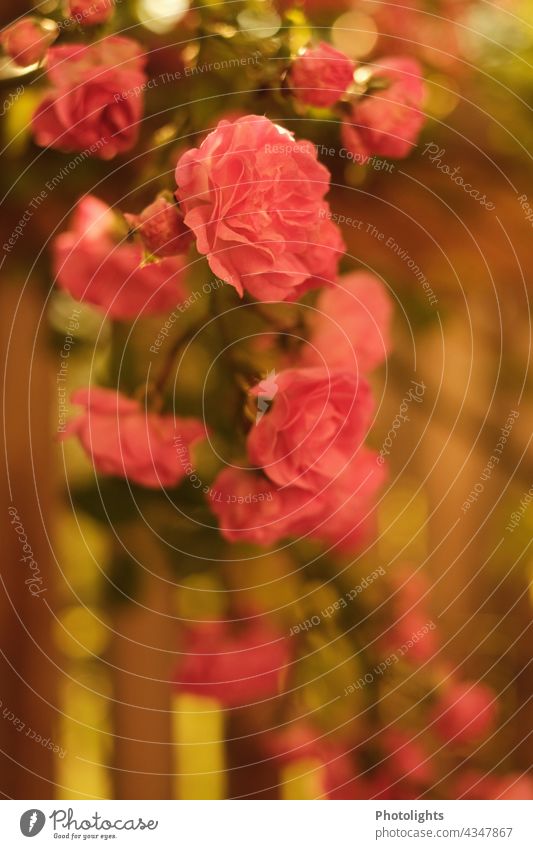 Roses in the morning light Sunrise climbing rose Pink Green warm Wood wooden balcony Wooden balustrade leaves wooden rail blossoms Plant Blossom Flower Summer