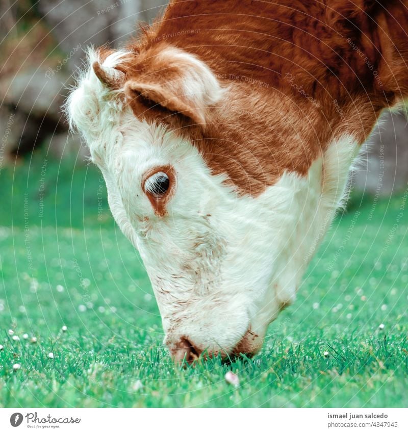 brown and white calf grazing cow brown cow horns portrait animal pasture wild head wildlife nature cute beauty wild life rural meadow farm rural scene outdoors