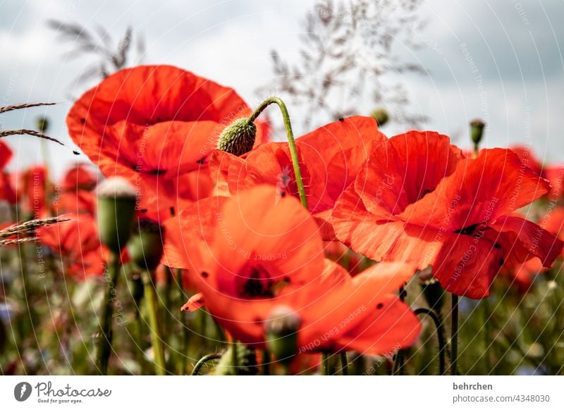 wild and red it blooms. perfect for the first day. which is called mo(h)ntag. blossom Fragrance Blossom Nature Field Sky fragrant Blossom leave Clouds Green