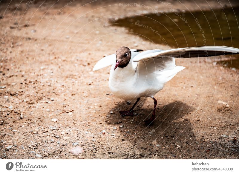 How much is the fish? Usedom Black-headed gull Beak Food envy Animal Dangerous gulls Baltic coast Nature Ocean birds Vacation & Travel Freedom Seagull Brash