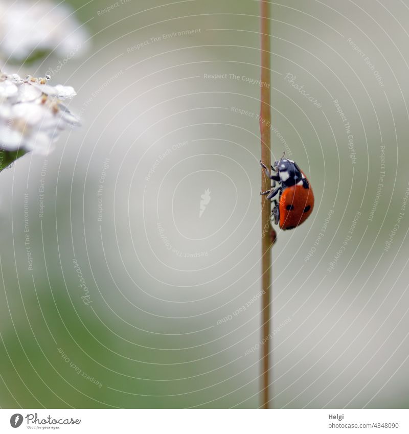 upwards - ladybug crawls up a blade of grass Ladybird Insect Small Crawl Blade of grass Upward Shallow depth of field Macro (Extreme close-up) Summer Beetle