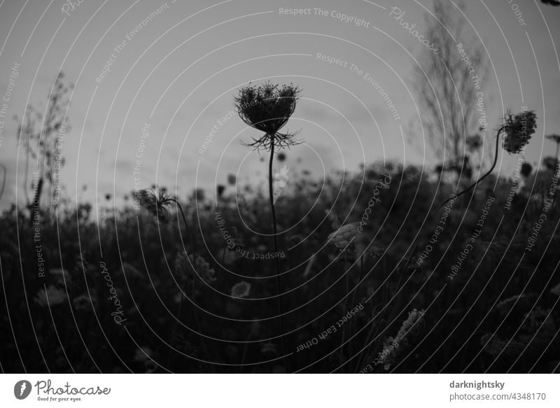 Wild carrot, Daucus carota subsp. carota in the late evening with little light in a flower bed Baucus carota flowers flourishing blossoms black-and-white