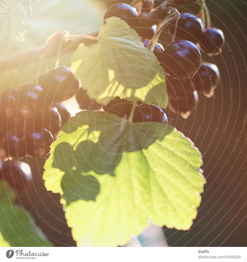 Black currants ripen in the sun Redcurrant Berries Berry bush Cassis fruits Holiday season summer fruits soft fruit Redcurrant bush ripe for picking