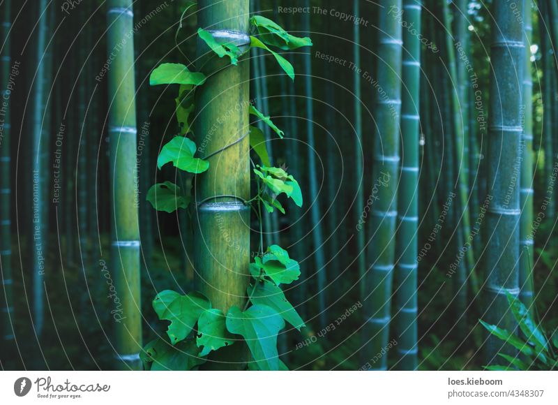 Detail of bamboo trunk covered with envy in mystical forest at Arashiyama grove in Kyoto, Japan tree garden kyoto abstract arashiyama zen spa pattern texture