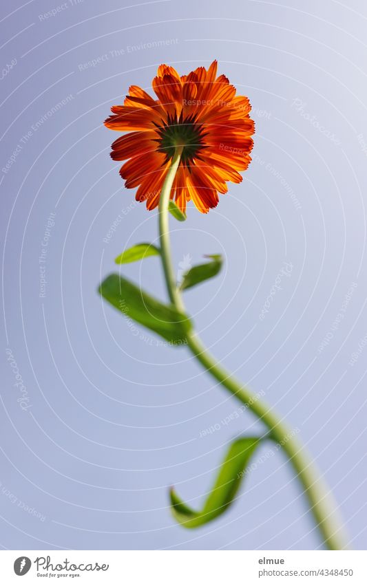 orange marigold with bent stem from frog perspective / summer flower Marigold Worm's-eye view stalk Orange Blue sky Leaf flexed Warped Flower Plant Summer