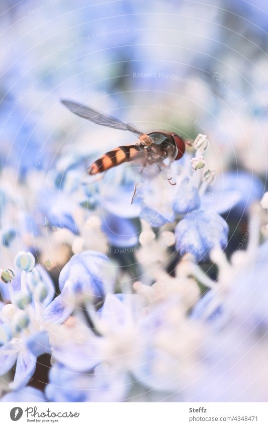 Hoverfly on a hydrangea flower Hover fly Standing Fly Swirling Fly pollinator Insect syrphidae brachycera pollination Sprinkle Ease July heyday Blossom blossom