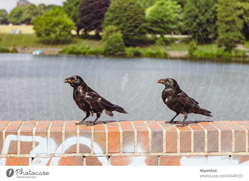 Snacktime | Park Tour HH21 Crow Raven birds Bird Black Animal Wild animal Colour photo Exterior shot To feed Wall (barrier) Lake Animal portrait Deserted Nature