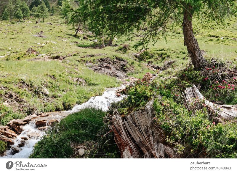 Mountain meadow, torrent, tree stump and tree during a hike in South Tyrol Meadow Brook Mountain stream Tree Tree stump Landscape Nature Hiking wanderlust Water