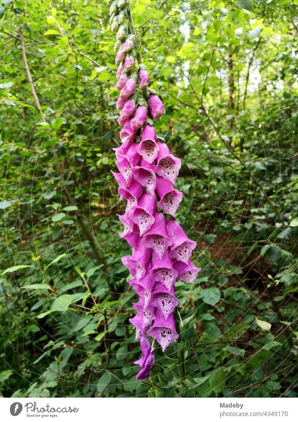 Red foxglove or digitalis in summer on the Philosophenweg in the Teutoburg Forest in Oerlinghausen near Bielefeld on the Hermannsweg in East Westphalia-Lippe