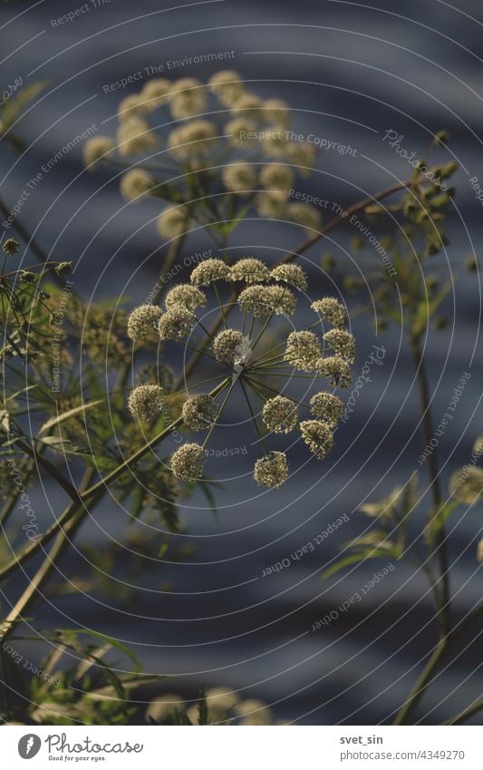 Cicuta virosa, Cowbane.  White flowers of an umbrella plant on the background of a blue wavy surface of the lake. white umbel outdoors water green close-up