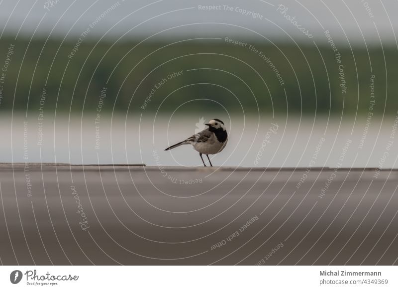 Bird on the lake Footbridge Water Wood Wooden board Colour photo Summer Day Sky Exterior shot Deserted Lake Copy Space top Environment Lakeside Nature