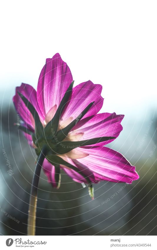 Open jewel basket unfolds her splendour and turns towards the sun. Cosmos bipinnatus Cosmea flower Blossom Flower Daisy Family Plant Nature Spring fever