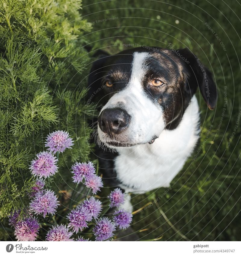 faithful dog look with purple chive flowers Dog Puppydog eyes Dog's head Looking cute Pet Animal Dog's snout Animal portrait Animal face Colour photo Cute Snout