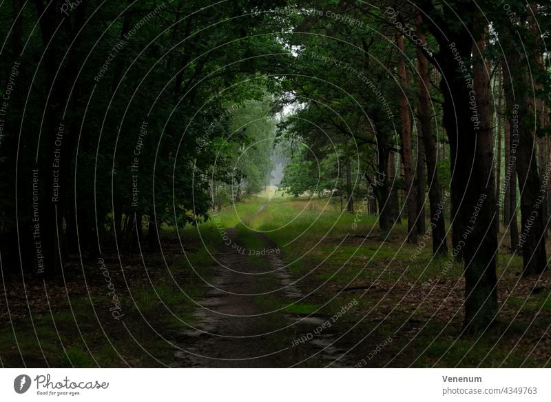 Forest path in the early morning forests Tree trees Grass Branch Subsidiaries Nature Logging Lumber industry wood industry Timber Management Hiking Cycling