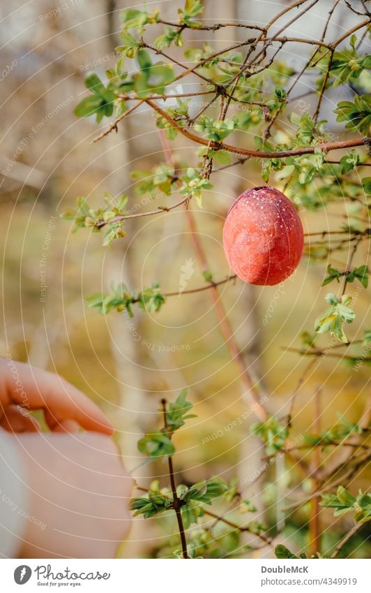 Blown out easter egg hangs on spring bush Easter Easter egg Egg customs Tradition Symbols and metaphors Decoration Jewellery ornament shrub Plant Spring