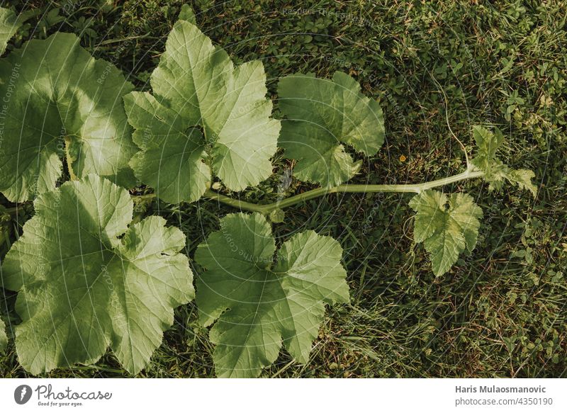 pumpkin leaves growing on the ground in summer agriculture asia background beautiful botany branch bright closeup cultivating environment flora foliage food