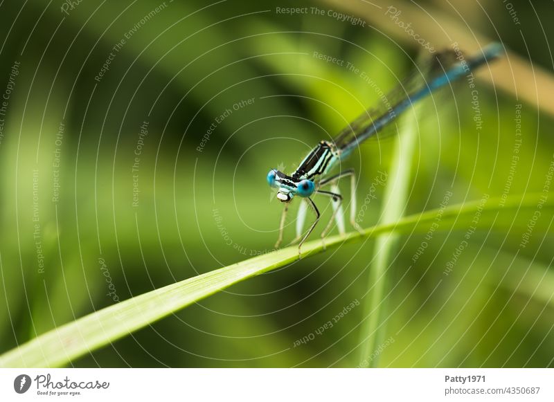 Small blue damselfly sitting on a blade of grass Dragonfly Insect Nature Animal Macro (Extreme close-up) Exterior shot Animal portrait Wild animal Green Blue