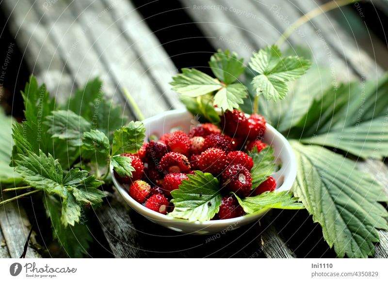 freshly collected wild strawberries Wild strawberries fruits Edible Fragaria vesca Aromatic flavor Fragrance Snackfruit Precious tidbit Forest Edge Dwellers